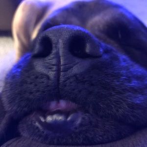 Meet your Posher, Audrey